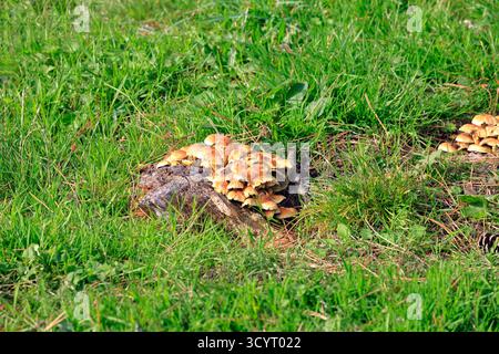Champignons au réservoir et parc rural de Llanishen, Cardiff, pays de Galles du Sud, Royaume-Uni. Prise en octobre 2025 Banque D'Images