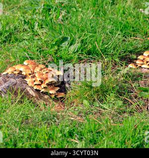 Champignons au réservoir et parc rural de Llanishen, Cardiff, pays de Galles du Sud, Royaume-Uni. Prise en octobre 2025 Banque D'Images