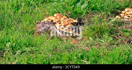 Champignons au réservoir et parc rural de Llanishen, Cardiff, pays de Galles du Sud, Royaume-Uni. Prise en octobre 2025 Banque D'Images