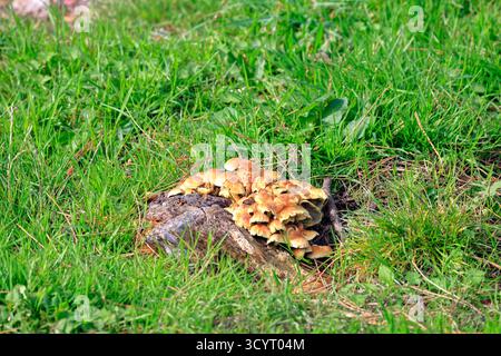 Champignons au réservoir et parc rural de Llanishen, Cardiff, pays de Galles du Sud, Royaume-Uni. Prise en octobre 2025 Banque D'Images