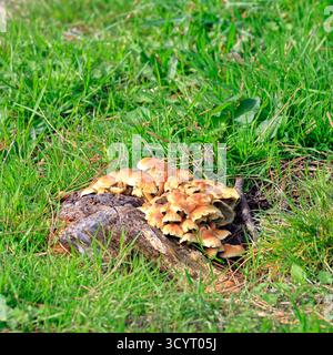 Champignons au réservoir et parc rural de Llanishen, Cardiff, pays de Galles du Sud, Royaume-Uni. Prise en octobre 2025 Banque D'Images