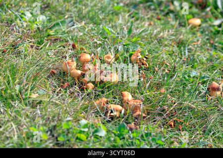 Champignons au réservoir et parc rural de Llanishen, Cardiff, pays de Galles du Sud, Royaume-Uni. Prise en octobre 2025 Banque D'Images