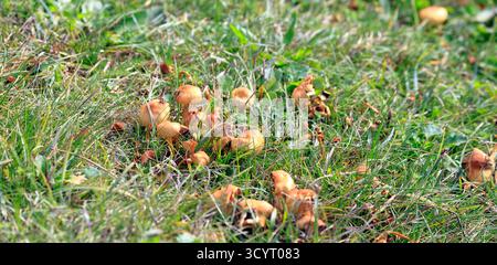 Champignons au réservoir et parc rural de Llanishen, Cardiff, pays de Galles du Sud, Royaume-Uni. Prise en octobre 2025 Banque D'Images