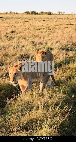 Deux jeunes lions marchant à travers une grande herbe dorée de savane sous un ciel clair dans la lumière matinale africaine tôt Banque D'Images