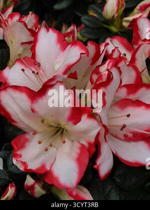 Gros plan de fleurs de rhododendron (ou azalée) brillantes avec des pétales blancs comme neige bordés d'une riche bordure rouge ou rose-cramoisi. Couleurs contrastées et cle Banque D'Images