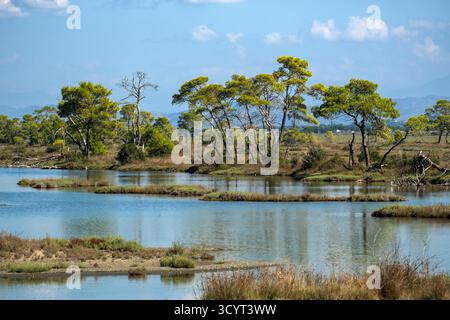 23.09.2024, Albanie, Divjaka, Divjaka - forêt de pins dans la lagune (eau salée et douce d'un estuaire fluvial) dans le parc national de Divjaka-Karavasta Banque D'Images