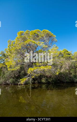 23.09.2024, Albanie, Divjaka, Divjaka - forêt de pins dans la lagune (eau salée et douce d'un estuaire fluvial) dans le parc national de Divjaka-Karavasta Banque D'Images