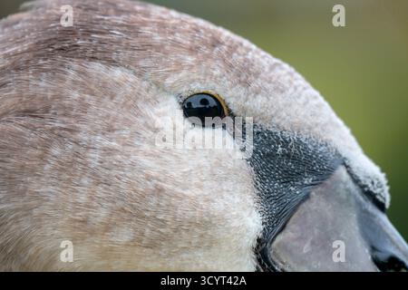 Cygne muet (Cygnus olor) juvénile - plumage gris jeune de cette année, entièrement cultivé mais encore immature - dans le domaine du château de Leeds, Kent, Royaume-Uni. OC Banque D'Images