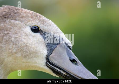 Cygne muet (Cygnus olor) juvénile - plumage gris jeune de cette année, entièrement cultivé mais encore immature - dans le domaine du château de Leeds, Kent, Royaume-Uni. OC Banque D'Images