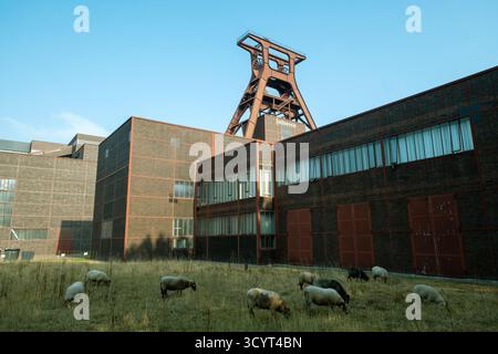 15.08.2025, Allemagne, Rhénanie-du-Nord-Westphalie, Essen - chèvres sur un pré devant la tour d'enroulement du puits XII, symbole de l'ancien Zollverein coa Banque D'Images