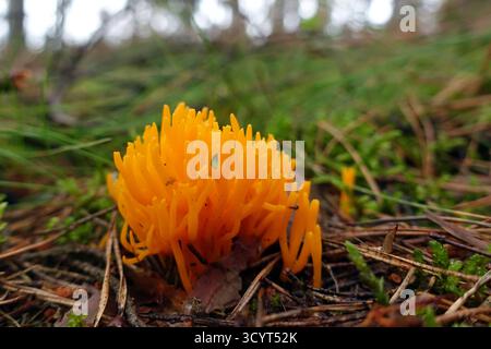 20.07.2020, Allemagne, Brandenburg, Dranse - Hornbeam collant poussant dans la forêt. 00S200720D014CAROEX.JPG [AUTORISATION DU MODÈLE : NON APPLICABLE, PROPRIÉTÉ REL Banque D'Images
