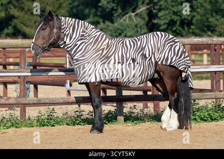 19.08.2024, Allemagne, basse-Saxe, Bruemmerhof - Gestuet Bruemmerhof, cheval avec tapis mouche zébrée debout dans un paddock de sable. 00S240819D179CAROEX. Banque D'Images