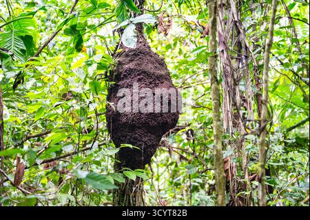 Nid de termites dans l'arbre de la forêt amazonienne, Équateur Banque D'Images