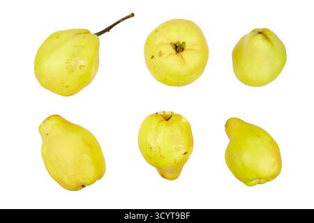 fruits de coing jaunes sertis isolé sur blanc Banque D'Images