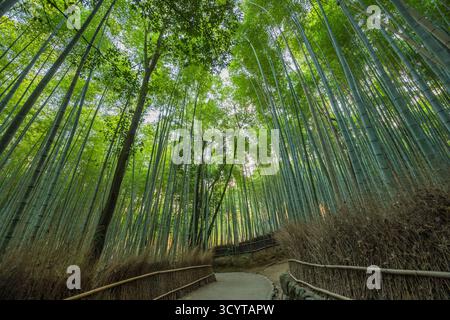 Arashiyama Kyoto Japon, forêt de bambous en automne Banque D'Images