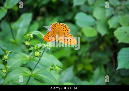 Papillon dans la nature verte, orange. Transformation du concept de Butterfly Banque D'Images