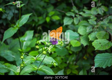 Papillon dans la nature verte, orange. Transformation du concept de Butterfly Banque D'Images