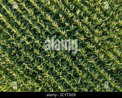 Image aérienne d'un champ de maïs dans la campagne anglaise, montrant des rangées cultivées de plants de maïs créant un paysage vert texturé à travers les terres agricoles i Banque D'Images