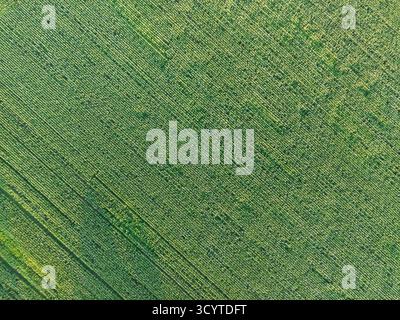 Image aérienne d'un champ de maïs dans la campagne anglaise, montrant des rangées cultivées de plants de maïs créant un paysage vert texturé à travers les terres agricoles i Banque D'Images