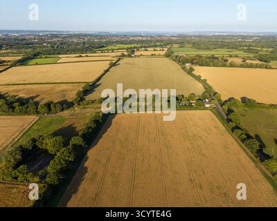 Vue aérienne des champs de blé doré en été à travers des terres agricoles sur le Wirral, Angleterre Banque D'Images