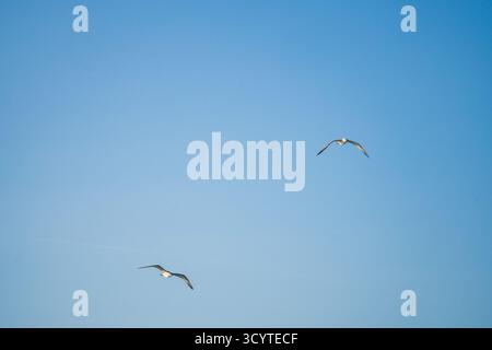 Mouettes volant gracieusement au-dessus de la mer derrière le navire attendant de la nourriture. Banque D'Images