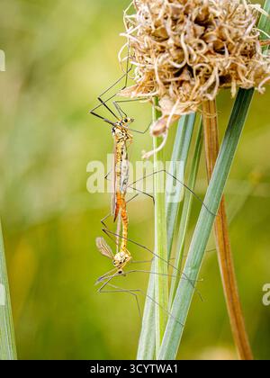 Nephrotoma flavescens (mouches de grue) s'accouplant sur l'herbe alpine à Tignes, Alpes françaises. Banque D'Images
