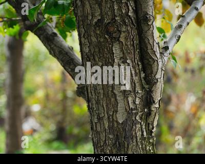 Gros plan détaillé de l'écorce rugueuse et fissurée d'un vieux poire avec un arrière-plan feuillage flou. Banque D'Images