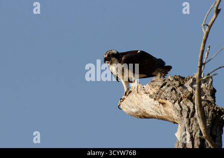Osprey, Pandion haliaetus, mangeant du poisson fraîchement pêché Banque D'Images