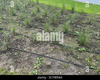 Système d'irrigation goutte à goutte et plantes dans le jardin Banque D'Images