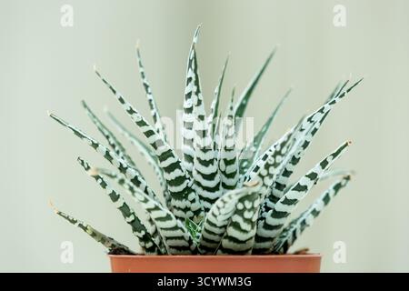 Zebra Haworthia Banque D'Images