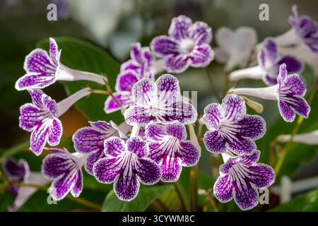 Streptocarpus, violet à pois Banque D'Images