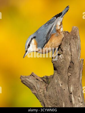 Nuthatch eurasienne (Sitta europaea cisaplina), adulte perché sur un vieux tronc, Campanie, Italie Banque D'Images