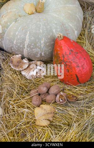 Composition automnale rustique avec des citrouilles vertes et rouges, des champignons et des noix disposées sur de la paille. Les couleurs chaudes et les textures évoquent l'essence o Banque D'Images