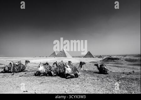 Images éditoriales des pyramides de Gizeh, du Sphinx et du plateau de Gizeh près du Caire, capturant les merveilles antiques, la culture et la beauté intemporelle de l’Égypte. Banque D'Images