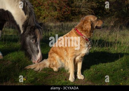 Un Golden retriever sombre poussé par un poney. Banque D'Images