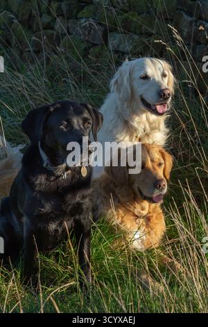 Trois chiens (chiens armés, Golden retrievers et un labrador noir) dans un champ à côté d'un mur de pierre sèche. Deux sont assis, un chien est couché. Banque D'Images