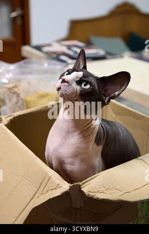 Portrait vertical du chat Sphynx regardant curieusement de la boîte en carton à l'intérieur. Animal sans poils avec une pose charmante et lumière naturelle. Banque D'Images