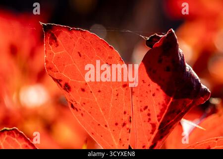 Papillon (nymphalidae) reposant sur des feuilles mortes, au jardin, ville de Yokote, préfecture d'Akita, région de Tohoku, Japon, Asie de l'est, Asie Banque D'Images