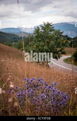 Un beau groupe de fleurs violettes vibrantes, entouré d'herbe sèche. Une route sinueuse traverse le terrain vallonné. Banque D'Images