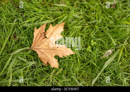 Feuille d'érable dorée unique sur la pelouse. Vue détaillée d'une seule feuille d'érable jaune doré avec des veines texturées reposant sur de l'herbe verte douce, capturant les es Banque D'Images