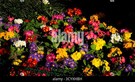 Primroses multicolores vibrantes au soleil printanier Banque D'Images