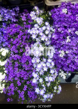 Violette vibrante et lavande bellflower en pleine floraison Banque D'Images