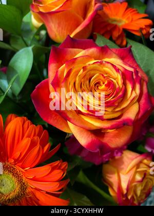 Roses orange et jaune Banque D'Images