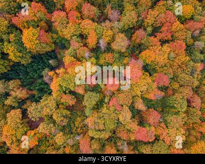Der Bad Homburger Stadtwald im Herbst Das Laub der Bäume im Bad Homburger Stadtwald Hat sich Mitte Oktober herbstlich bunt verfärbt. Luftbild mit einer Drohne Bad Homburg Stadtwald Hessen Deutschland *** la forêt de la ville de Bad Homburg en automne les feuilles des arbres de la forêt de la ville de Bad Homburg ont changé de couleur à la mi-octobre vue aérienne avec un drone forêt de la ville de Bad Homburg Hesse Allemagne 2025-10-20 Bad-homburg stadtwald 02 Banque D'Images
