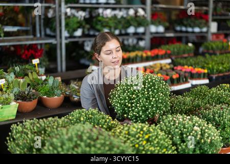 Fille travaille comme travailleur auxiliaire dans l'entrepôt de magasin d'usine, examiner chrysanthemum grandiflora Banque D'Images