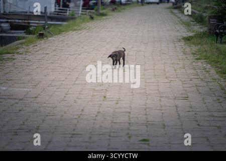 Un petit chiot errant, connu localement sous le nom de lutalica, marche seul sur un chemin pavé en Serbie. La scène simple met en évidence le bien-être animal et le thème de l'adoption Banque D'Images
