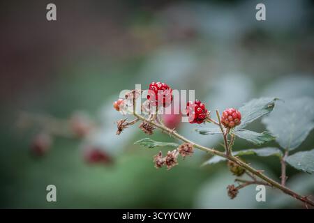 Vue rapprochée de mûres rouges non mûres sur une ronce de rubus épineuse, capturée avec une faible profondeur de champ. La grappe est assise sur une tige épineuse avec des feuilles, Banque D'Images