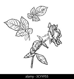 Une rose sur tige mince avec un bourgeon et une feuille, un croquis noir et blanc. Illustration vectorielle. Fleurs gracieuses avec des bourgeons, feuillage luxuriant, isolé sur blanc Illustration de Vecteur