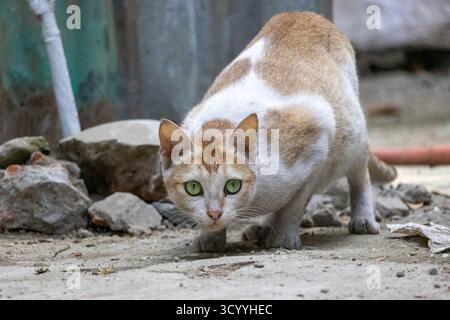 Un chat domestique regarde étrangement après avoir mangé de la nourriture dans la cour d'une maison de village Banque D'Images