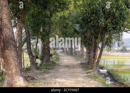 Routes rurales du Bangladesh. Bel environnement naturel. Rangées de divers arbres fruitiers, y compris la mangue, la banane et le palmier des deux côtés du R non pavé Banque D'Images